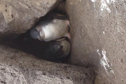 Food Tour Melbourne - St Kilda - Gold Coast Attractions 3