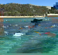 All Inclusive Dolphin and Tangalooma Wrecks Cruise - Gold Coast Attractions