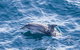 All Inclusive Dolphin And Tangalooma Wrecks Cruise - thumb 1