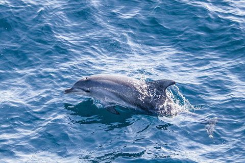All Inclusive Dolphin And Tangalooma Wrecks Cruise - Gold Coast Attractions 1