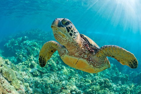 All Inclusive Dolphin And Tangalooma Wrecks Cruise - Gold Coast Attractions 3