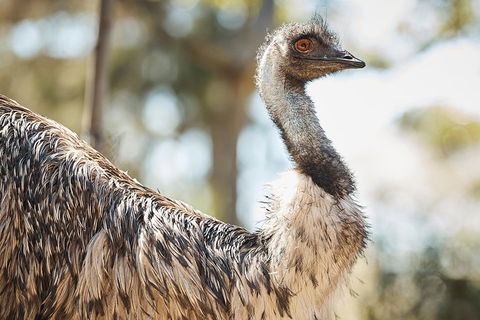 Sydney Taronga Zoo General Entry Ticket - Gold Coast Attractions 4