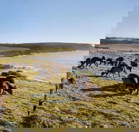 Kangaroo Island Personal Group Tours - Gold Coast Attractions