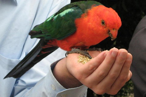O'Reilly's & Lamington National Park From Brisbane - Gold Coast Attractions 1