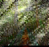 O'Reilly's  Lamington National Park from Gold Coast - Gold Coast Attractions