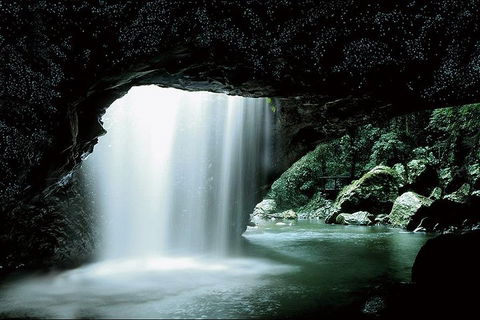 Natural Bridge Glow Worm Night Tour From Gold Coast - Gold Coast Attractions 0