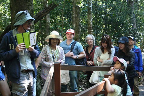 Natural Bridge Glow Worm Night Tour From Gold Coast - Gold Coast Attractions 4