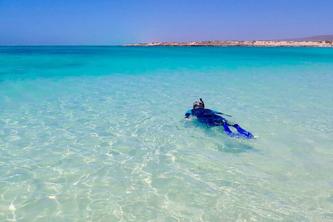 Ningaloo In A Day - Full Day Hike And Snorkel Tour With Lunch - Gold Coast Attractions 4
