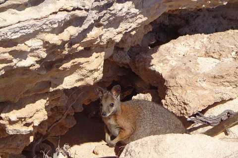 Shipwreck Special Full Day Tour Of The Abrolhos Islands - Gold Coast Attractions 4