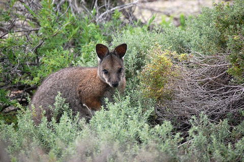 Pink Lake + Abrolhos Islands Nature Tour - Gold Coast Attractions 1