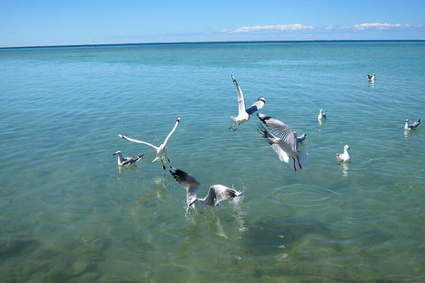 Pink Lake + Abrolhos Islands Nature Tour - Gold Coast Attractions 5