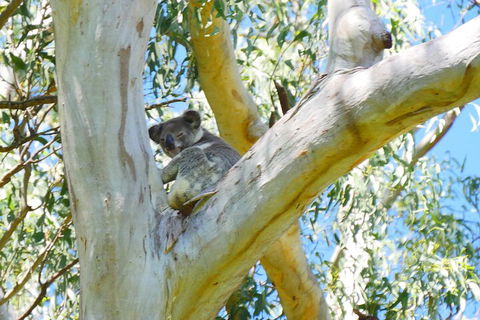 Best Of Moreton Bay Cruise - Gold Coast Attractions 2