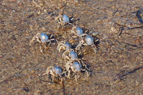 Best Of Moreton Bay Cruise - Gold Coast Attractions 3