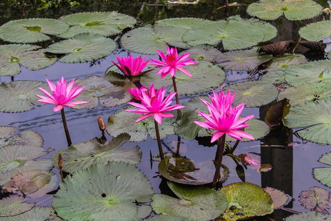 Kakadu, Nourlangie And Yellow Waters Tour From Darwin - Gold Coast Attractions 1