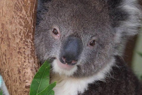 All Inclusive Blue Mountains Small-Group Day Trip From Sydney - Gold Coast Attractions 1