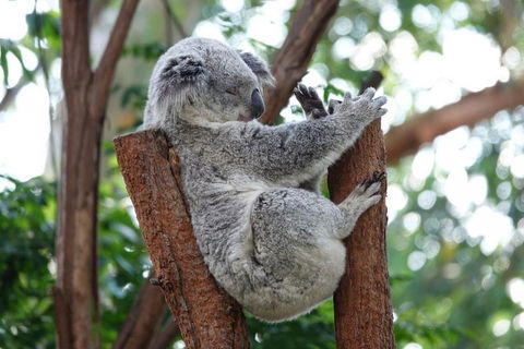 Small-Group Blue Mountains Tour With A Local Guide - Gold Coast Attractions 2