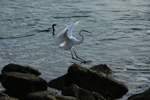 Kayak Tour In Adelaide Dolphin Sanctuary - Gold Coast Attractions 1
