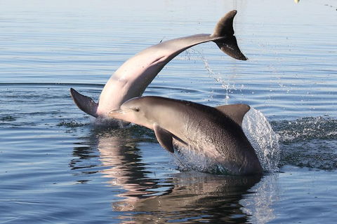 Kayak Tour In Adelaide Dolphin Sanctuary - Gold Coast Attractions 5