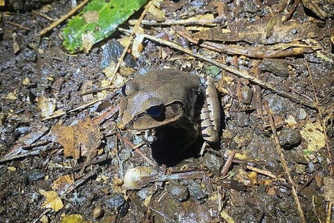 Evening Rainforest & Glow Worm Experience - Gold Coast Attractions 1