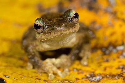 Daintree and Cape Tribulation Full Day Guided Tour