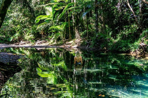 Daintree And Cape Tribulation Full Day Guided Tour - Gold Coast Attractions 1