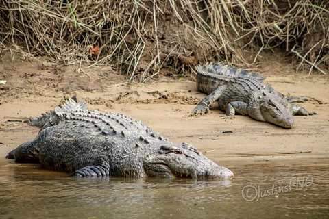Daintree And Cape Tribulation Full Day Guided Tour - Gold Coast Attractions 3