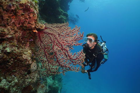 Silversonic Outer Great Barrier Reef Dive And Snorkel Cruise From Port Douglas - Gold Coast Attractions 0