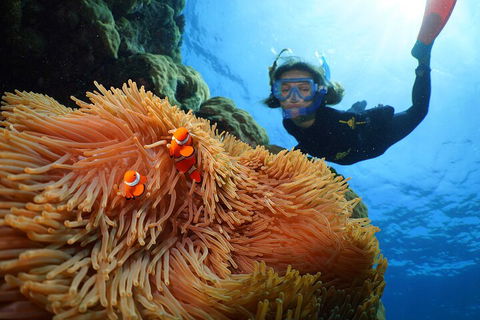 Silversonic Outer Great Barrier Reef Dive And Snorkel Cruise From Port Douglas - Gold Coast Attractions 3