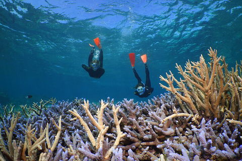 Silversonic Outer Great Barrier Reef Dive And Snorkel Cruise From Port Douglas - Gold Coast Attractions 4