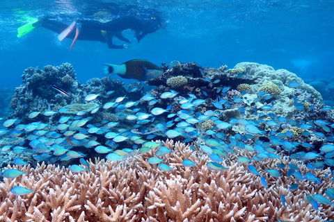 Silversonic Outer Great Barrier Reef Dive And Snorkel Cruise From Port Douglas - Gold Coast Attractions 5