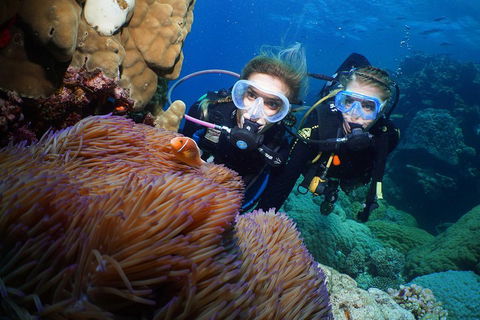 Quicksilver Dive 4 Day PADI Learn To Dive Course - Gold Coast Attractions 4
