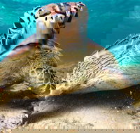 Sail Snorkel SUP  Kayak Charter Whitsundays - Gold Coast Attractions