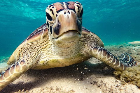 Sail, Snorkel, SUP & Kayak Charter Whitsundays - Gold Coast Attractions 0