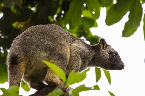 Cairns & Port Douglas All-Inclusive 7 Days Touring Package - Gold Coast Attractions 3