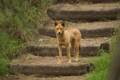 Blue Mountains Small-Group Insider Tour From Sydney - Gold Coast Attractions 3