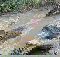 Top End Waterfalls and Wetlands - Gold Coast Attractions