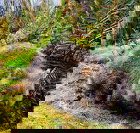 Cradle Mountain National Park Day Tour from Launceston - Gold Coast Attractions