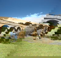 Bonorong Wildlife Park and Richmond Afternoon Tour from Hobart