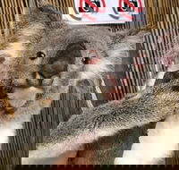 Kuranda Tour Deluxe Course with Kuranda 3 Zoos or Free Course - Gold Coast Attractions