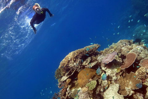 Silverswift Outer Great Barrier Reef Dive And Snorkel Cruise From Cairns - Gold Coast Attractions 3