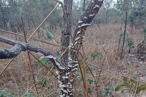 One Day Litchfield Park Adventures - Gold Coast Attractions 3