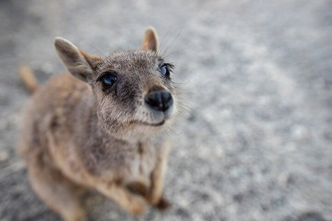 Chillagoe Caves And Outback Day Trip From Cairns - Gold Coast Attractions 2