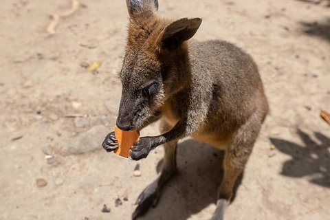 Chillagoe Caves And Outback Day Trip From Cairns - Gold Coast Attractions 5