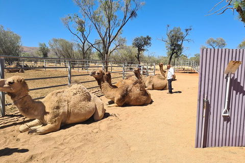 West MacDonnell Ranges Half-Day Small-Group Tour With Camel Ride - Gold Coast Attractions 0