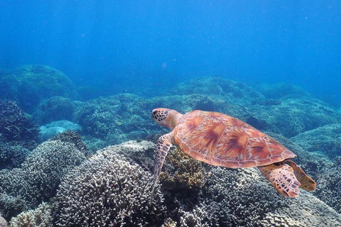 Calypso Outer Great Barrier Reef Cruise From Port Douglas - Gold Coast Attractions 2