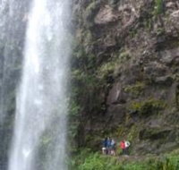 Springbrook National Park Discovery Full-Day Bushwalking Tour - Gold Coast Attractions
