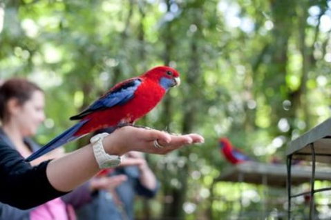 Springbrook National Park Discovery Full-Day Bushwalking Tour - Gold Coast Attractions 1