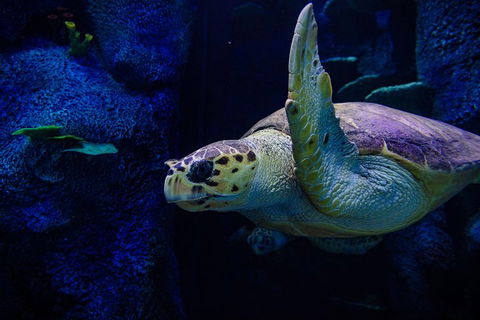 Sydney Attractions Pass: SEA LIFE Aquarium, Sydney Tower Eye, WILD LIFE Zoo And Madame Tussauds - Gold Coast Attractions 1