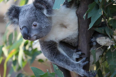 Sydney Attractions Pass: SEA LIFE Aquarium, Sydney Tower Eye, WILD LIFE Zoo And Madame Tussauds - Gold Coast Attractions 2