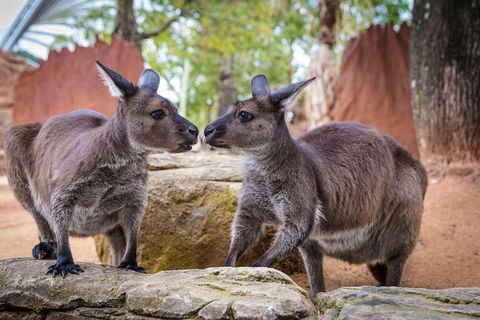 Sydney Attractions Pass: SEA LIFE Aquarium, Sydney Tower Eye, WILD LIFE Zoo And Madame Tussauds - Gold Coast Attractions 5
